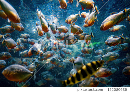 Red bellied piranha fish (Pygocentrus Nattereri) swimming in river water in South America jungle. 122080686
