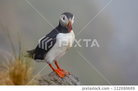 Atlantic puffin (Fratercula arctica), on the rock on the island of Runde (Norway). 122080689
