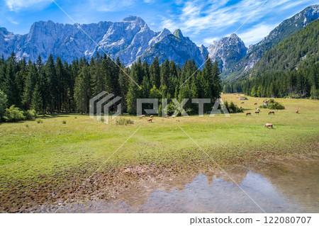 Horses graze on green field.Lake Lago di Fusine Superiore Italy Alps. 122080707