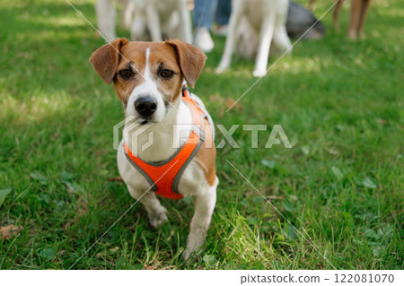Jack Russell Terrier dog in park on walk with his owner on leash. walking and training of pets  122081070
