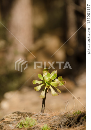 Tree aeonium Aeonium arboreum arboreum. Tree aeonium Aeonium arboreum arboreum. 122081157