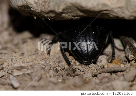 Beetle Arthrodeis obesus crassus. 122081163
