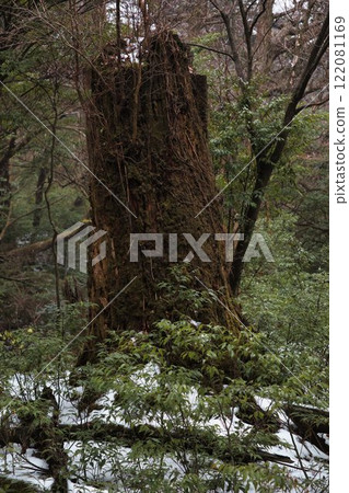 The scent of this water wafts through the romantic forest. 122081169