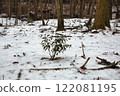 與雪的樹 122081195