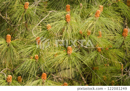 Male cones of a Canary Island pine. Male cones of a Canary Island pine. 122081249