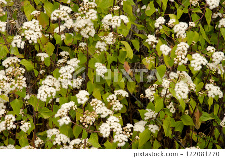 Crofton weed in flower. 122081270