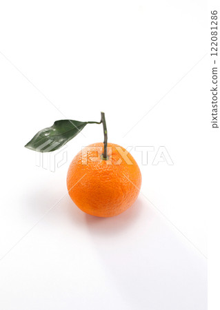 Tangerine white background 122081286