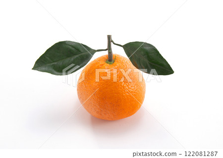 Tangerine white background 122081287