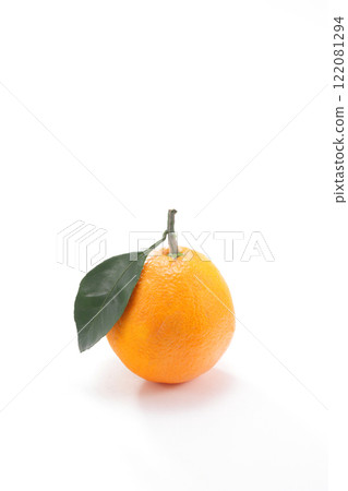 Tangerine white background Tangerine white background 122081294