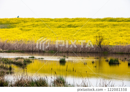 [Tochigi Prefecture_Watarase Reservoir] Rape blossom bank (road) April 122081338