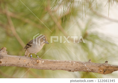 Female Gran canaria blue chaffinch. Female Gran canaria blue chaffinch. 122081345