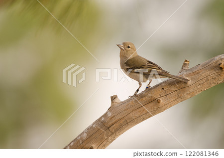 Female Gran canaria blue chaffinch. 122081346