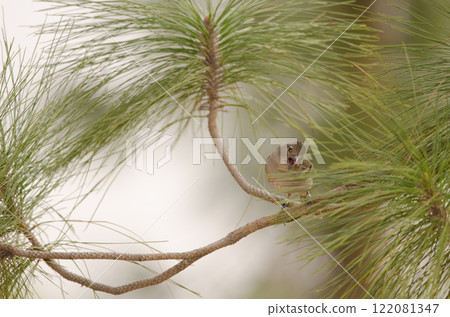 Female Gran canaria blue chaffinch. 122081347