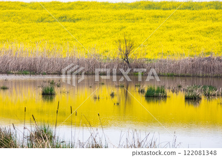 [栃木縣_渡良瀨水庫] 油菜堤防（道路）4月 122081348