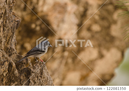 Male Gran canaria blue chaffinch. 122081350