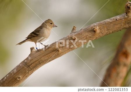 Female Gran canaria blue chaffinch. 122081353