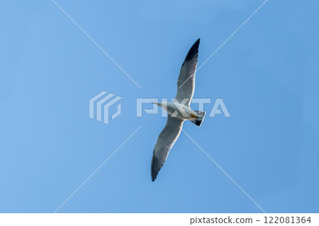 seagull seagull 122081364