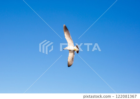 seagull 122081367