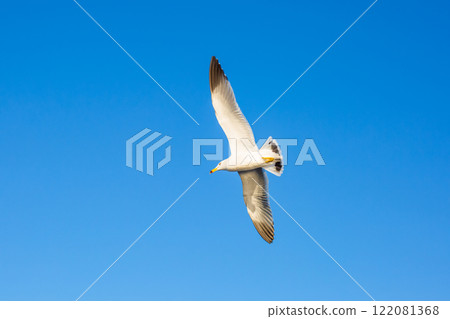 seagull 122081368