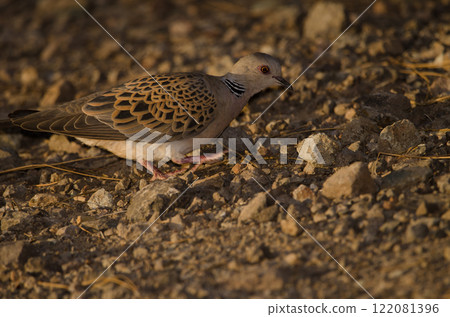 European turtle dove. European turtle dove. 122081396