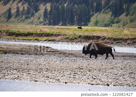 Buffalo after crossing a wild river in Yellowstone National Park 122081427