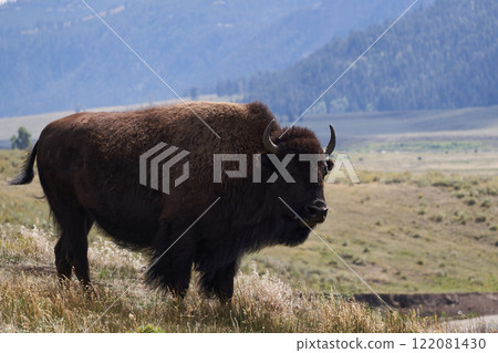 A close-up shot of a wild buffalo encountered in Yellowstone National Park A close-up shot of a wild buffalo encountered in Yellowstone National Park 122081430