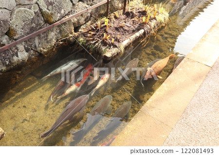 Carp in a moat in Tsuwano, Shimane Prefecture 122081493