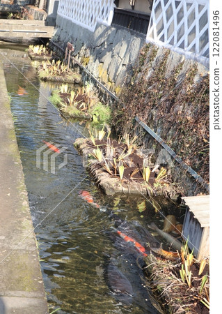 Carp in a moat in Tsuwano, Shimane Prefecture Carp in a moat in Tsuwano, Shimane Prefecture 122081496