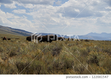 A herd of wild buffalo encountered in Yellowstone National Park A herd of wild buffalo encountered in Yellowstone National Park 122081547