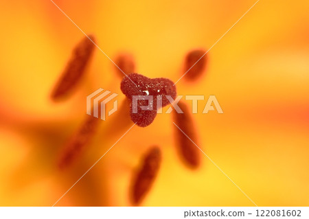 Beautiful large lilies in bloom 122081602