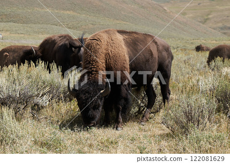 在黃石國家公園遇到的一群野水牛 122081629
