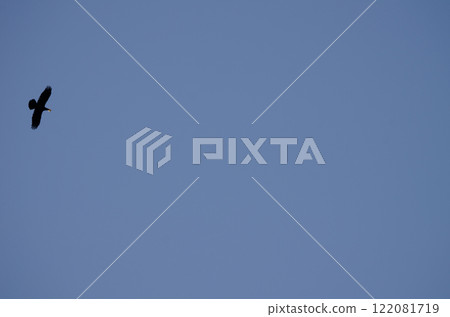 Common raven in flight. Common raven in flight. 122081719