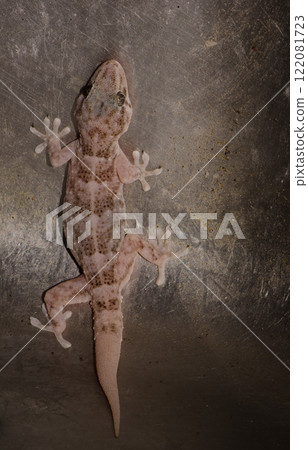 Boettger's wall gecko. 122081723