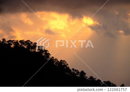 Forest of Canary island pine at sunset. 122081757