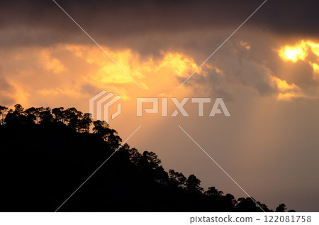 Forest of Canary island pine at sunset. Forest of Canary island pine at sunset. 122081758