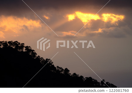 Forest of Canary island pine at sunset. 122081760