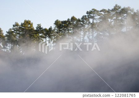 Forest of Canary island pine in the fog. Forest of Canary island pine in the fog. 122081765