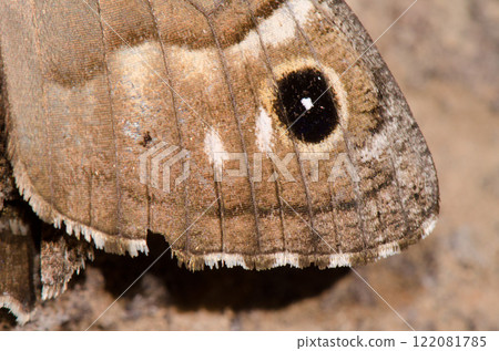 Wing of a butterfly. Wing of a butterfly. 122081785