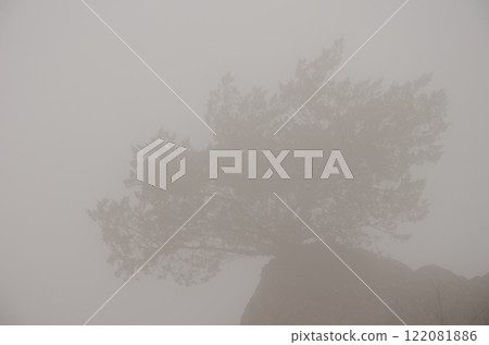 Shrub in the fog. 122081886