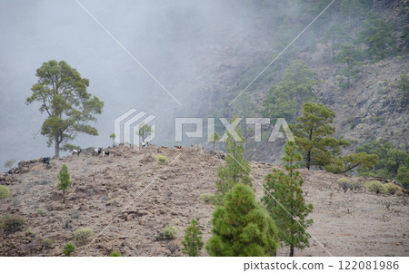 Herd of feral goats. Herd of feral goats. 122081986