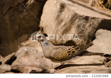 European turtle dove. European turtle dove. 122081998