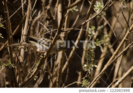 Gran Canaria blue chaffich. Gran Canaria blue chaffich. 122081999