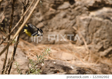 African blue tit. African blue tit. 122082002