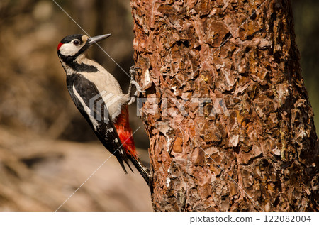 Great spotted woodpecker. 122082004