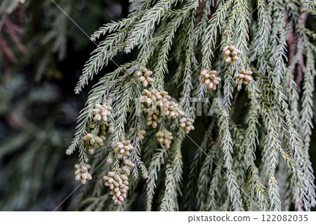 Cedar flower with pollen Cedar flower with pollen 122082035