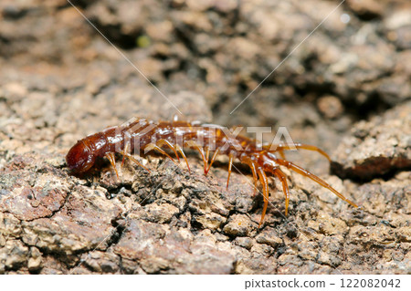 準備越冬的石蜈蚣目小蜈蚣(頻閃宏觀特寫) 準備越冬的石蜈蚣目小蜈蚣(頻閃宏觀特寫) 122082042