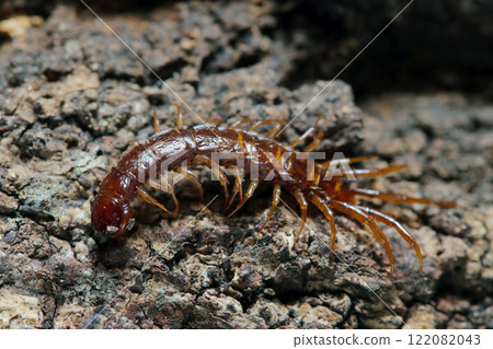A small tortoiseshell-colored centipede trying to burrow into rotting wood to hibernate for winter (strobe macro close-up) A small tortoiseshell-colored centipede trying to burrow into rotting wood to hibernate for winter (strobe macro close-up) 122082043