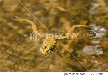 Perez's frog Pelophylax perezi. 122082049