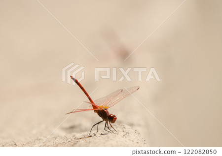 Male red-veined dropwing. 122082050