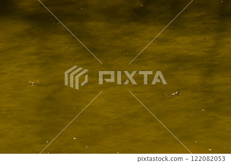 Perez's frogs Pelophylax perezi. 122082053